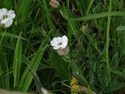 Silene uniflora, photographed by Zeke Marshall