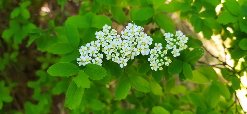 Spiraea media, photographed by Алексей Ябс