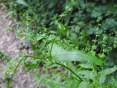 Rumex sanguineus, photographed by Yann Kemper