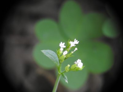 Valeriana calcitrapae, photographed by Yves Bas