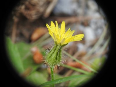 Urospermum picroides, photographed by Yves Bas