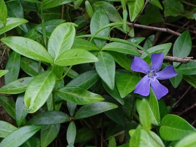 Vinca minor, photographed by Zeke Marshall