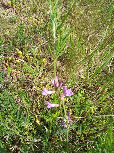 Astragalus arenarius, photographed by Dmitry Semigradsky