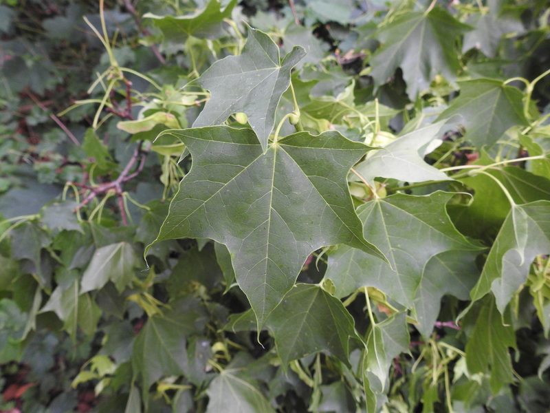 Acer cappadocicum, photographed by Yann Kemper