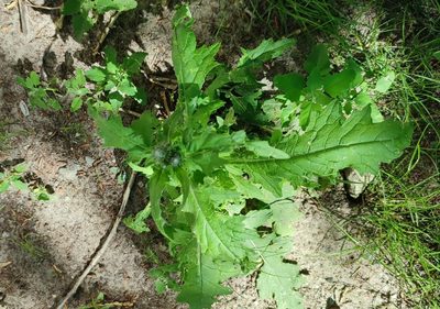 Carduus crispus, photographed by Yurii Basov