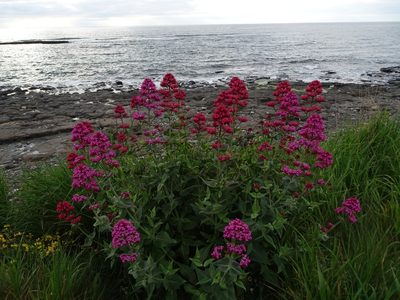 Valeriana rubra, photographed by Zeke Marshall