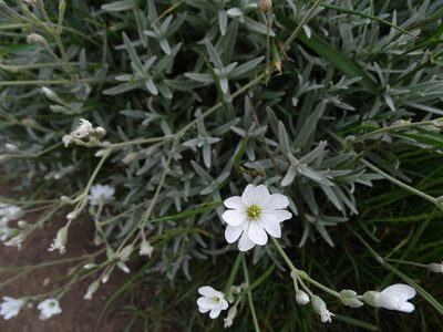 Cerastium tomentosum, photographed by Zeke Marshall