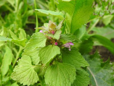Lamium purpureum, photographed by Yann Kemper