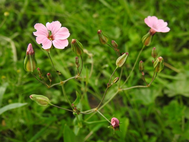 Gypsophila vaccaria, photographed by Yann Kemper