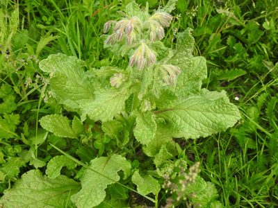 Borago officinalis, photographed by Yann Kemper