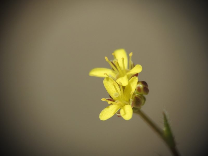 Biscutella didyma, photographed by Yves Bas