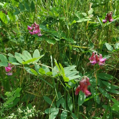 Lathyrus niger, photographed by Angelika Baumann
