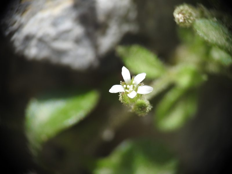 Arenaria muralis, photographed by Yves Bas