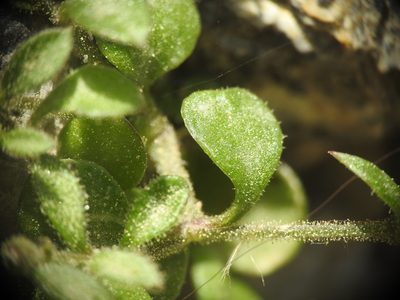 Arenaria muralis, photographed by Yves Bas