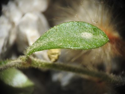 Arenaria muralis, photographed by Yves Bas