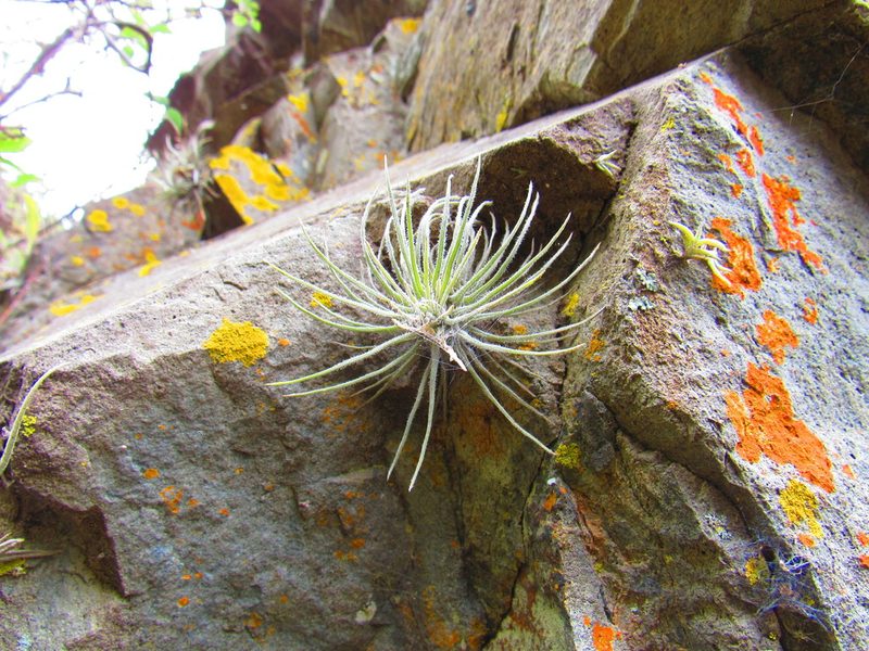 Tillandsia atroviridipetala, photographed by Oscar Alejandro Morales Juárez