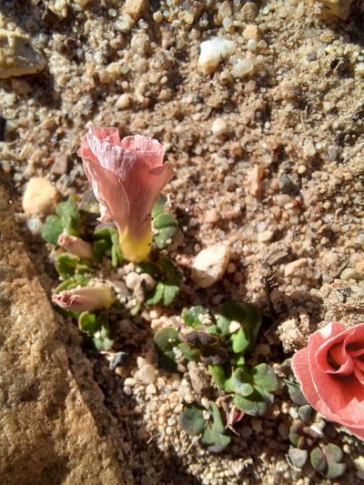 Oxalis pulchella, photographed by Danie Palm