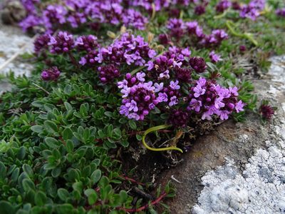 Thymus praecox, photographed by Zeke Marshall