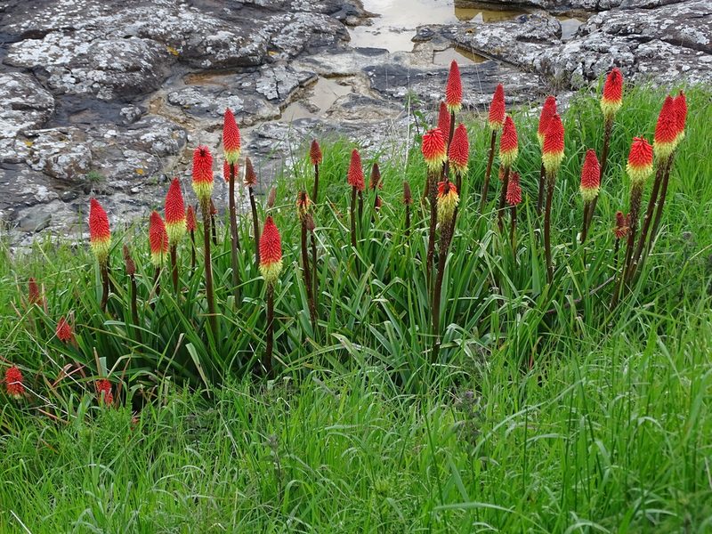 Kniphofia uvaria, photographed by Zeke Marshall