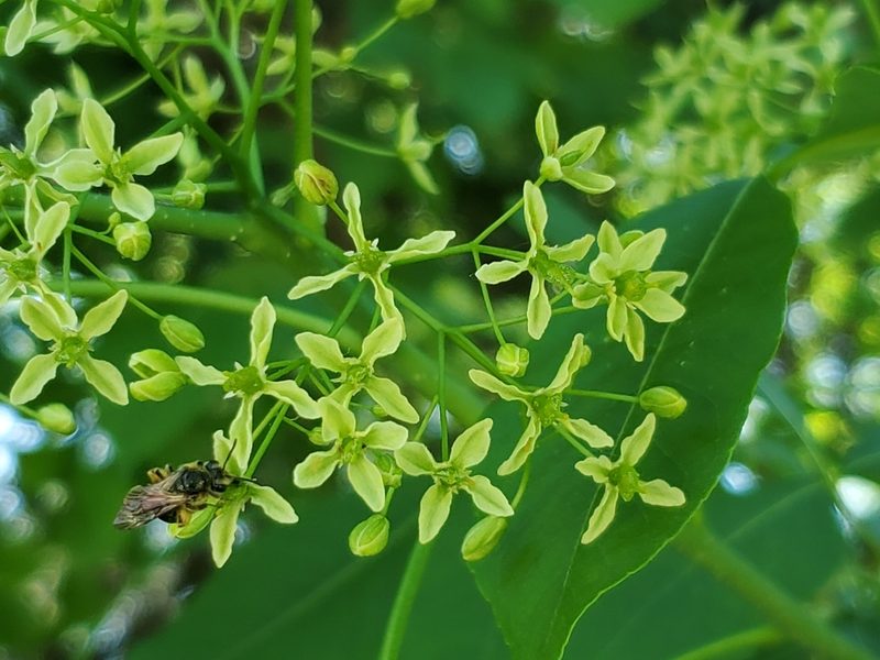 Ptelea trifoliata, photographed by Craig Martin