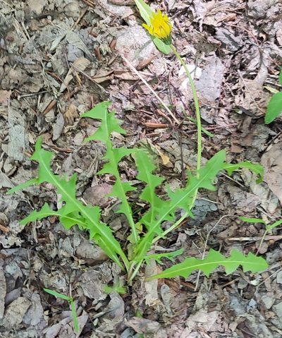 Taraxacum scariosum, photographed by Yurii Basov