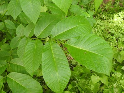 Juglans regia, photographed by Yann Kemper