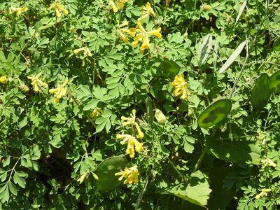 Pseudo-fumaria lutea, photographed by Yann Kemper