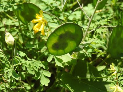 Lunaria annua, photographed by Yann Kemper