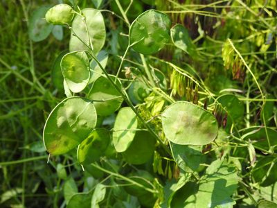 Lunaria annua, photographed by Yann Kemper