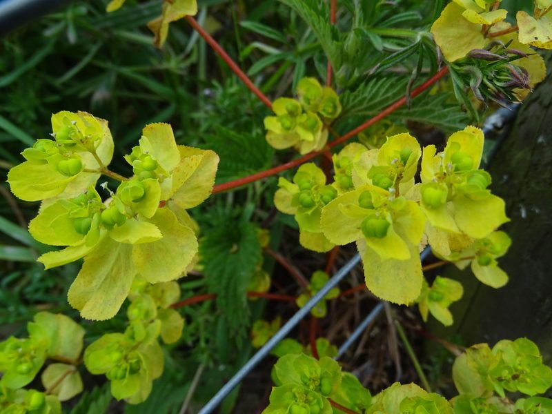Euphorbia helioscopia, photographed by Zeke Marshall