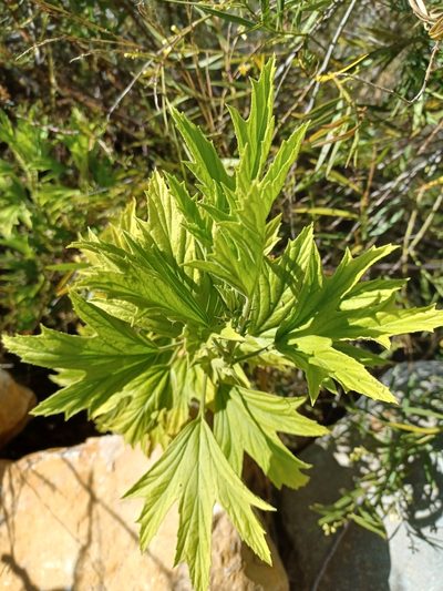 Pelargonium citronellum, photographed by Danie Palm