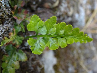 Asplenium adiantum-nigrum, photographed by Zeke Marshall