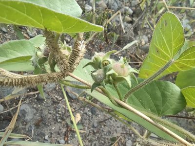 Ipomoea eriocarpa, photographed by Augustin Soulard