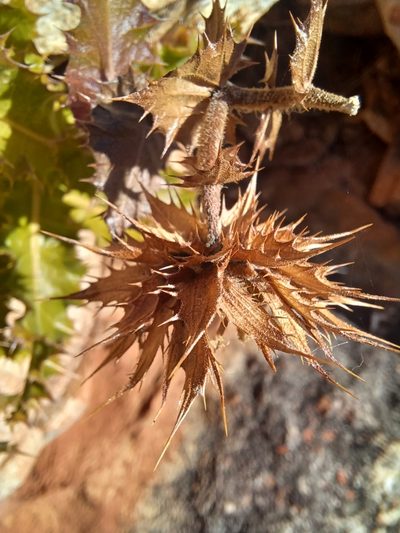 Berkheya tysonii, photographed by Danie Palm