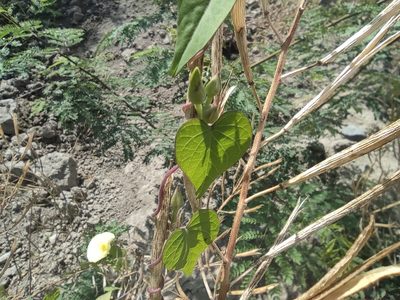 Ipomoea ochracea, photographed by Augustin Soulard