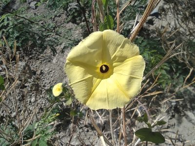 Ipomoea ochracea, photographed by Augustin Soulard
