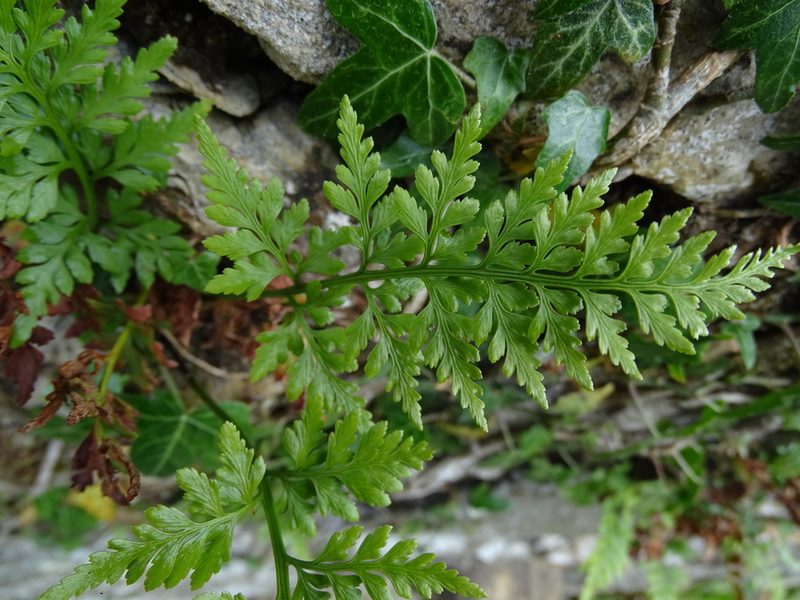 Asplenium adiantum-nigrum, photographed by Zeke Marshall