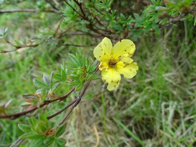 Dasiphora fruticosa, photographed by Zeke Marshall