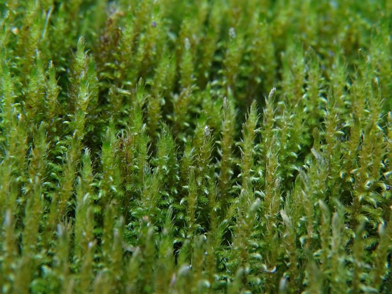 Cratoneuron filicinum, photographed by Zeke Marshall