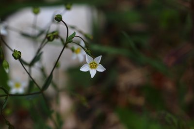 Linum catharticum, photographed by CorentinD
