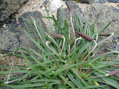 Plantago maritima, photographed by Zeke Marshall