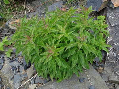 Eupatorium cannabinum, photographed by Zeke Marshall