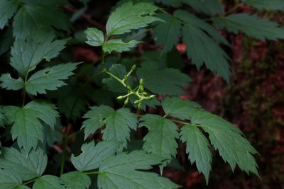 Actaea spicata, photographed by CorentinD