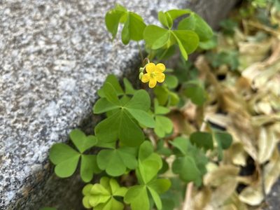 Oxalis stricta, photographed by Pavel Kacl