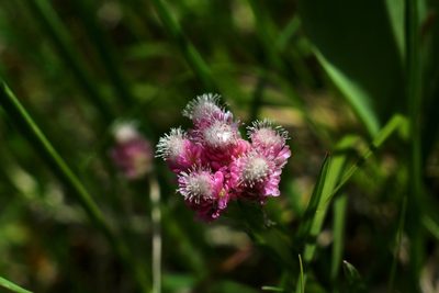 Antennaria dioica, photographed by CorentinD