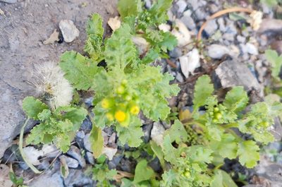 Senecio vulgaris, photographed by Yurii Basov