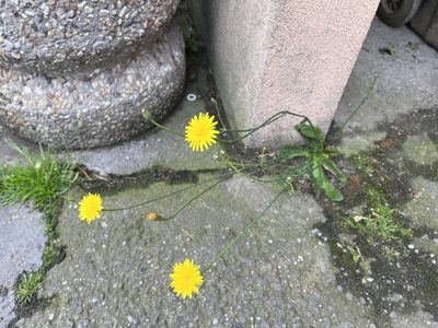 Hypochaeris radicata, photographed by Pavel Kacl