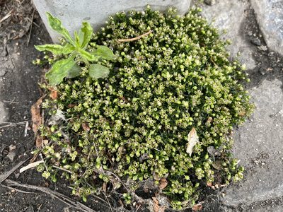 Sagina procumbens, photographed by Pavel Kacl