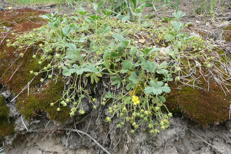 Potentilla incana, photographed by Татьяна Горбушина