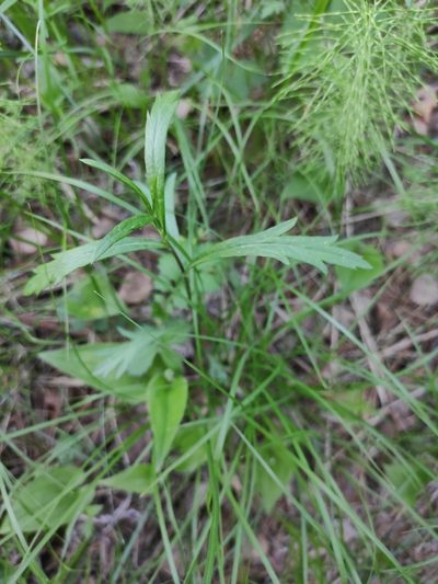 Artemisia integrifolia, photographed by Юлия